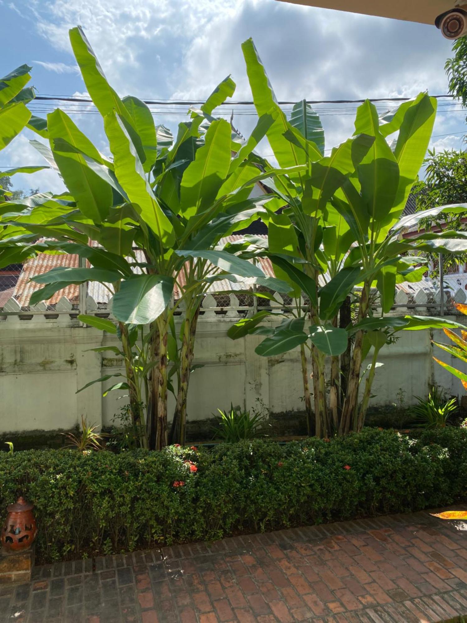 Luang Prabang Residence & Travel Extérieur photo